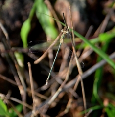 Lestes elatus