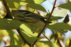 Setophaga nigrescens