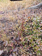 Pyrola asarifolia incarnata