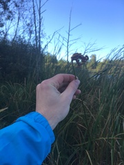 Schoenoplectus lacustris