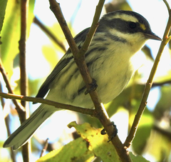 Setophaga nigrescens