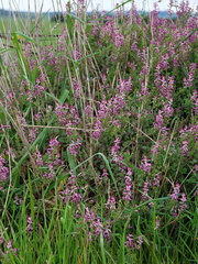 Fumaria bastardii