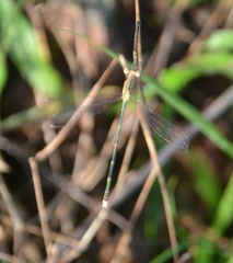 Lestes elatus