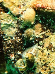 Stomatella impertusa