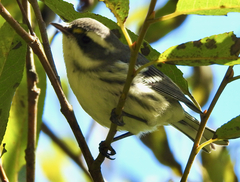 Setophaga nigrescens