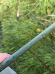 Schoenoplectus lacustris