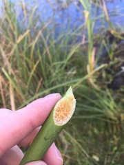 Schoenoplectus lacustris