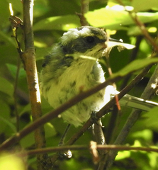 Setophaga nigrescens