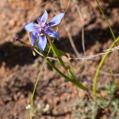 Moraea lugubris