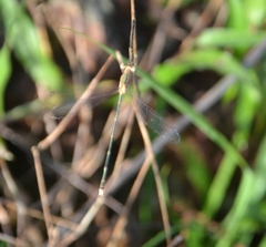 Lestes elatus