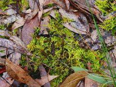 Thuidiopsis