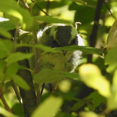 Setophaga nigrescens