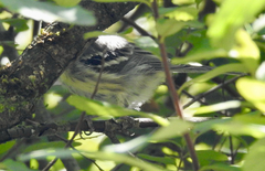 Setophaga nigrescens