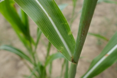 Sorghum bicolor