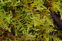 Thuidiopsis