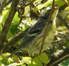 Setophaga nigrescens