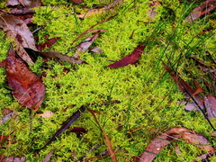 Thuidiopsis