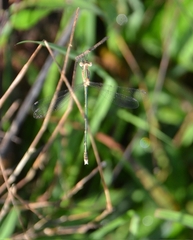 Lestes elatus