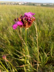 Dianthus borbasii