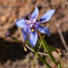 Moraea lugubris