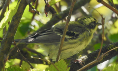 Setophaga nigrescens