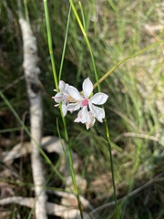 Burchardia umbellata