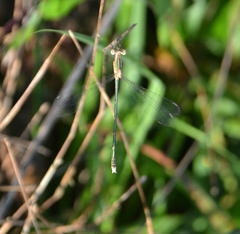 Lestes elatus