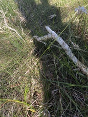 Burchardia umbellata