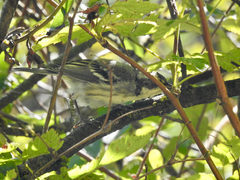 Setophaga nigrescens