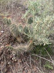 Opuntia polyacantha