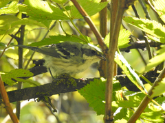 Setophaga nigrescens