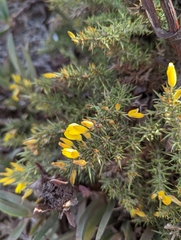 Ulex