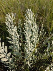 Galatella villosa
