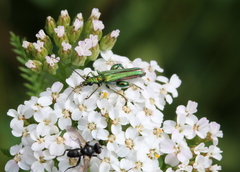 Oedemera nobilis