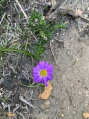 Olearia ciliata
