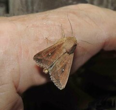 Mythimna albipuncta
