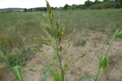 Sorghum bicolor