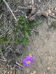 Olearia ciliata