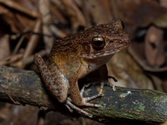 Pulchrana baramica