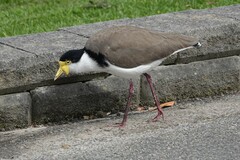 Vanellus miles novaehollandiae