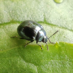 Chrysolina haemoptera