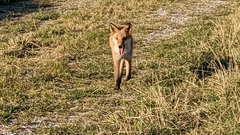 Vulpes vulpes schrencki