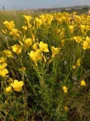 Linum flavum