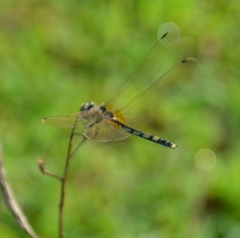 Trithemis pallidinervis