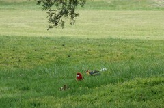 Platycercus eximius eximius