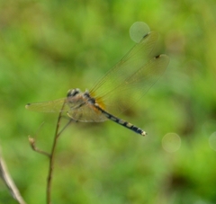 Trithemis pallidinervis