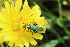 Oedemera nobilis