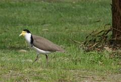 Vanellus miles novaehollandiae