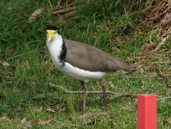 Vanellus miles novaehollandiae