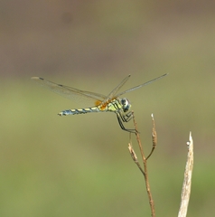 Trithemis pallidinervis